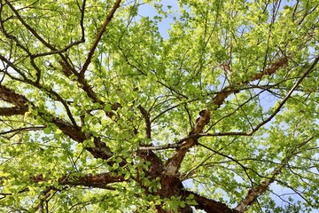Fototapeta premium A view under the springtime tree.
