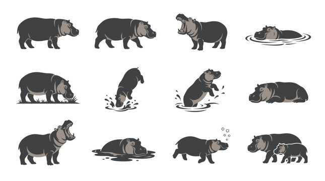 Hipopotam vector hippopotamus flat animal character set. African mammal swimming, yawning, walking and baby calf jumping in cute cartoon graphic illustration.