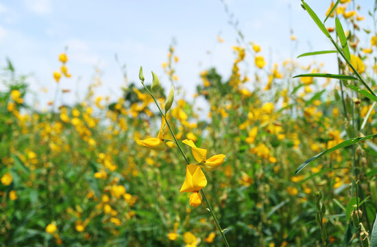 Vivid Yellow Crotalaria Juncea or Sunn Hemp Blooming in the Field