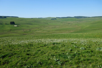 Fototapeta premium Pâturages d'estives et burons sur les Hauts-plateaux de l'Aubrac au printemps. Aubrac - Laguiole - Lozère 
