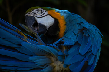 blue and yellow macaw © Ana Tramont
