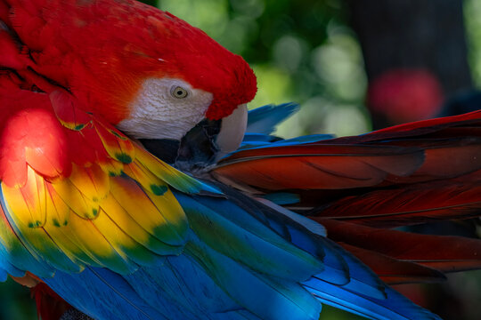 scarlet macaw parrot