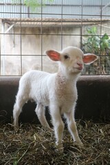 White lamb stands in straw-filled pen © Semata