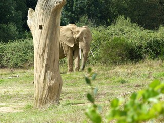 Elephant © Manon