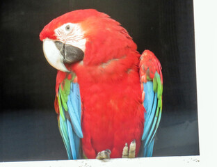 Green-winged macaw parrot. Ara chloropterus © Herman Vlad