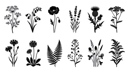 Floral botanical illustrations set © Ever