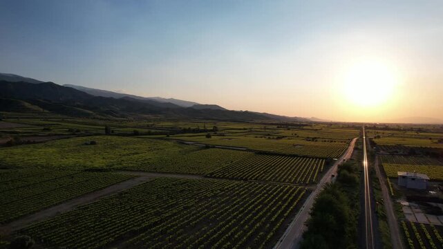 Expansive agricultural landscape showing vineyards and green fields from an aerial perspective, fa01
