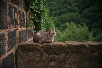 Obraz premium European common cat resting on top of a stone wall.