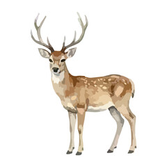 Obraz premium Watercolor vector illustration of a deer