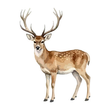 Watercolor vector illustration of a deer