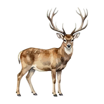 Watercolor vector illustration of a deer