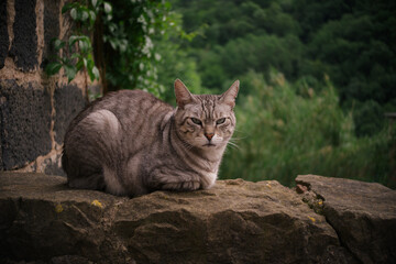 Obraz premium European common cat resting on top of a stone wall.