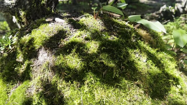 Mossy Forest Floor with Green Leaves in Dappled Sunlight