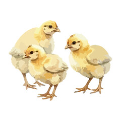 Watercolor vector illustration of a chicken © Menhikki