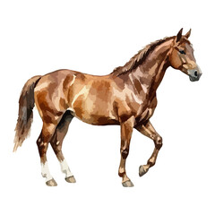 Naklejka premium Watercolor vector illustration of a horse