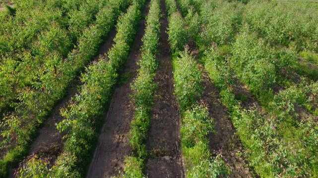 Aerial drone footage showing rows of eucalyptus trees planted in an organized plantation, revealing the pattern of agricultural forestry from above.	
