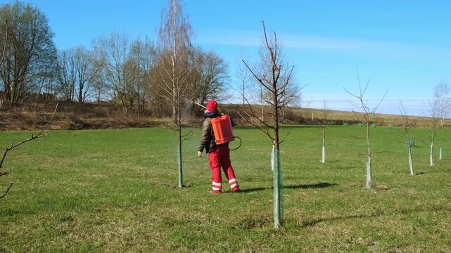 Worker spraying pesticide on a backyard for pest control, close-up, handles bushes. Gardening care work season. Early spring treatment of fruit trees, fungicide. Protecting the garden from diseases 4K