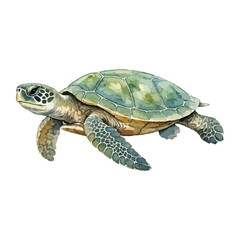 Fototapeta premium Watercolor vector illustration of a sea turtle