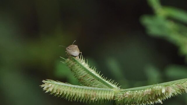 Assassin bug, Rhynocoris iracundus, on flower grass in tropical rainforest.