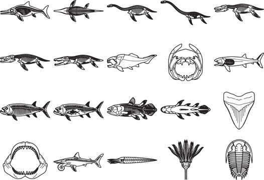 An array of prehistoric marine reptiles, ancient fish, and fossilized specimens showcases the diversity of life from the Mesozoic era, presented as detailed anatomical illustrations.