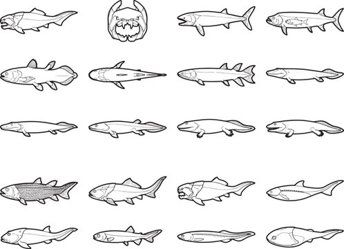 A collection of diverse fish illustrations, each meticulously drawn with clear outlines and subtle shading, showcases a variety of aquatic life in an organized grid format.