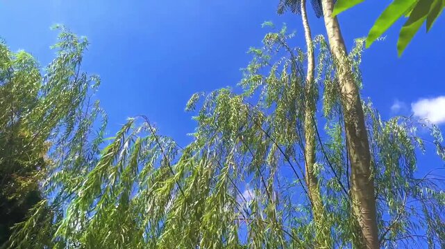 Low angle shot of green willow tree leaves swaying gently against a bright blue sky