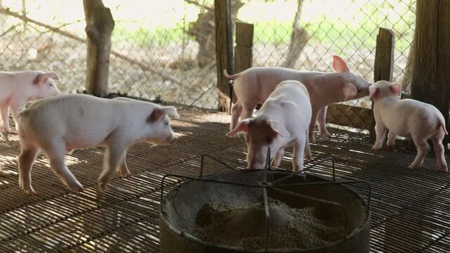 Piglet at pigsty. Pig farm. Group of piglet at animal farm. Feeding pigs	