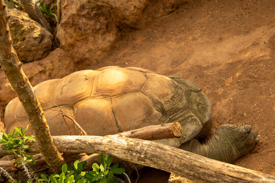 big turtles are lying under a big stone