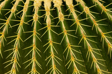 cacti in the wild diversity © verzunyna
