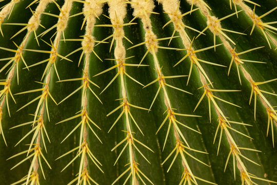 cacti in the wild diversity