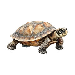 Obraz premium Watercolor vector illustration of a sea turtle