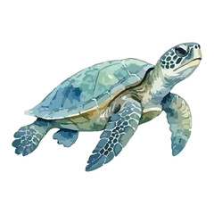 Fototapeta premium Watercolor vector illustration of a sea turtle