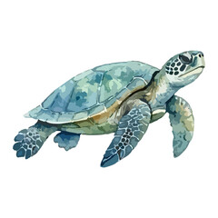 Fototapeta premium Watercolor vector illustration of a sea turtle