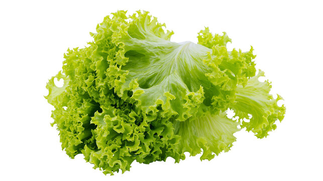 Green lettuce leaves with ruffled edges