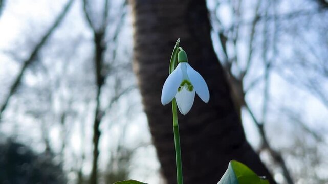 Close up static view of a single white common snowdrop Galanthus nivalis flower gently shaking in the wind against a blurred forest background
