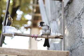 bird on a fence © Muhammad Izzul Haq