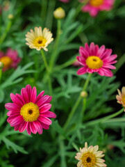 Fototapeta premium Vibrant Pink and Yellow Marguerite Daisy Flowers