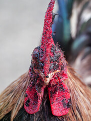 Close-up of Rooster with Fowl Pox Scabs © wichatsurin