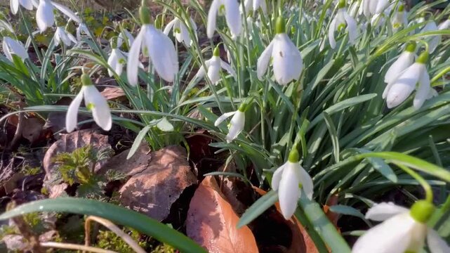 Close up static view of a dense patch of white common snowdrop Galanthus nivalis flowers swaying in the wind on a forest floor