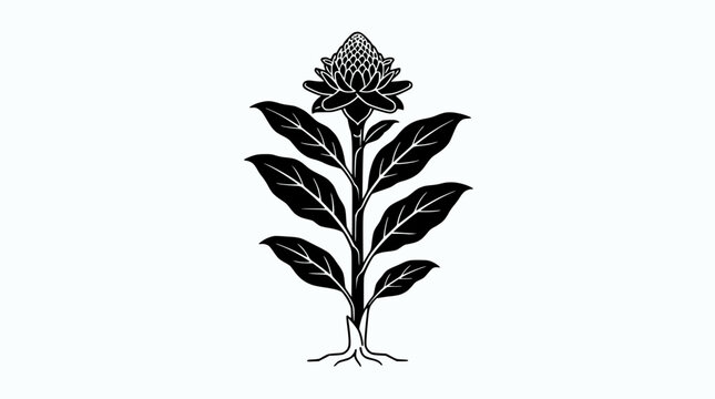 Elegant black and white silhouette of a ginger flower plant with roots and leaves