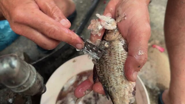 Unrecognizable countryman descaling raw freshwater fish using traditional metal scaler over bucket in rustic backyard during daytime camera slowly pushing in from wide shot to close up macro