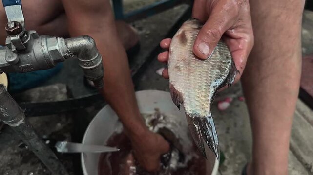 Unrecognizable male hands taking raw river fish from white bucket and scaling it with metal tool near outdoor vintage water faucet in rural backyard authentic documentary immersive handheld close up