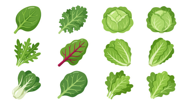 Assortment of leafy green vegetables collection