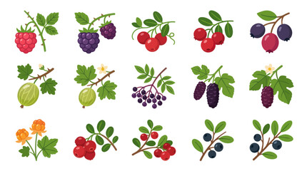 Assortment of wild berry illustrations © Oktav