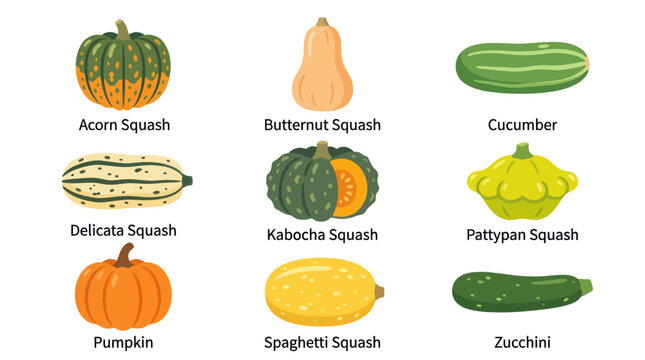 Assortment of winter squash and cucumber varieties