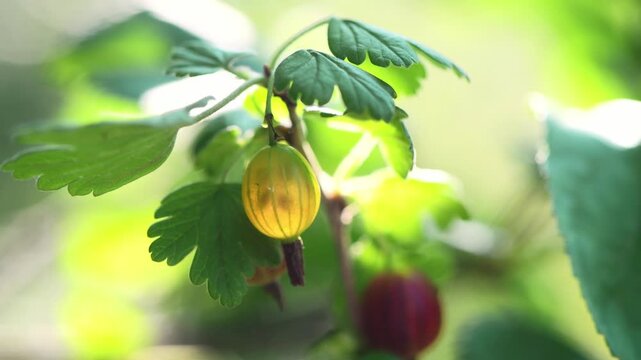 Ripe gooseberry fruit glows with vibrant yellow and green hues, hanging delicately from a branch surrounded by lush foliage and bright sunlight in a natural garden setting