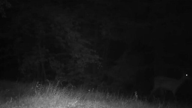 Night vision trail camera clip capturing a wild deer with glowing eyes walking across a grassy clearing into the dark woods at night.