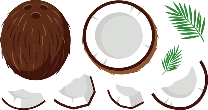 Tropical coconut flat vector icon collection with organic whole fruit white meat chunks and exotic green frond leaf elements for cosmetic packaging design