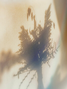 shadow of flowers