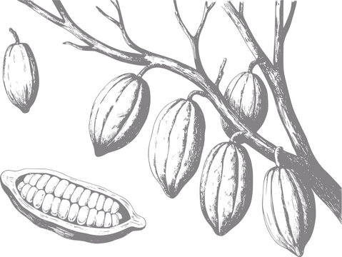 Dibujo a mano de vainas de cacao en una rama y una vaina cortada con granos